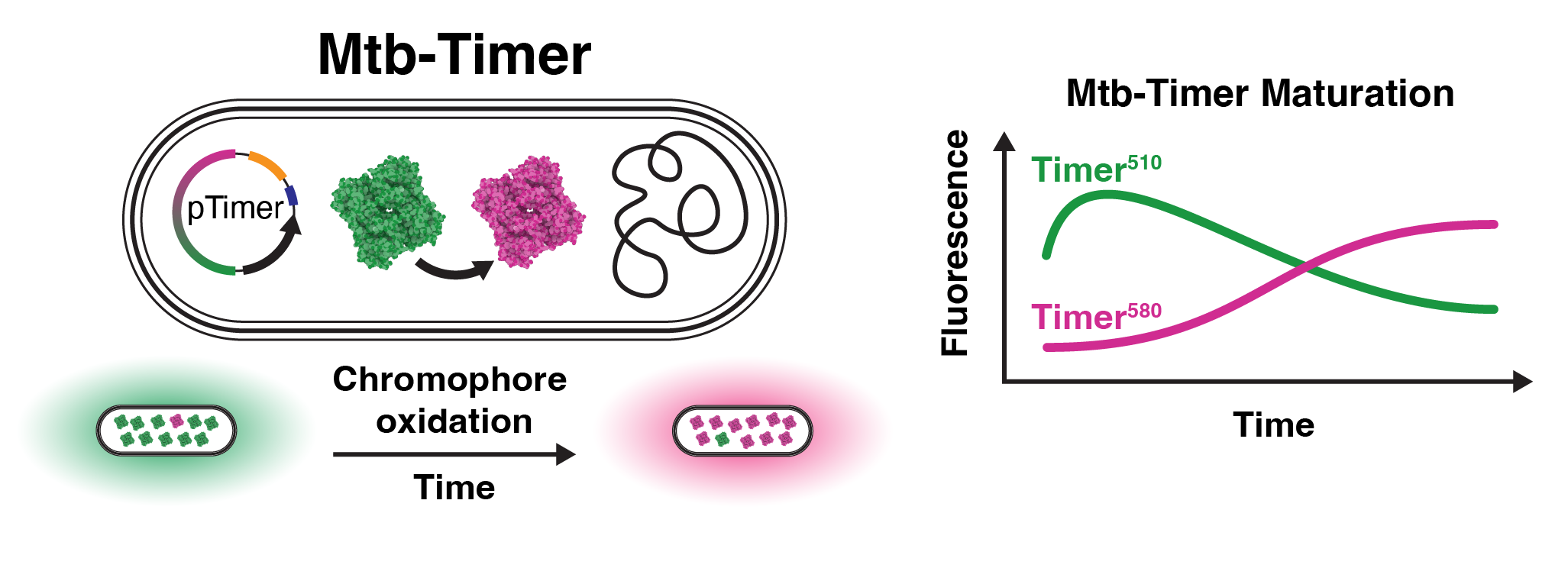 Figure 3A schematic of Mtb-Timer